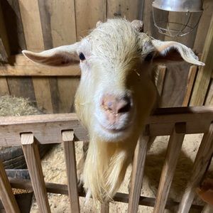 Meet your Posher, Buffy